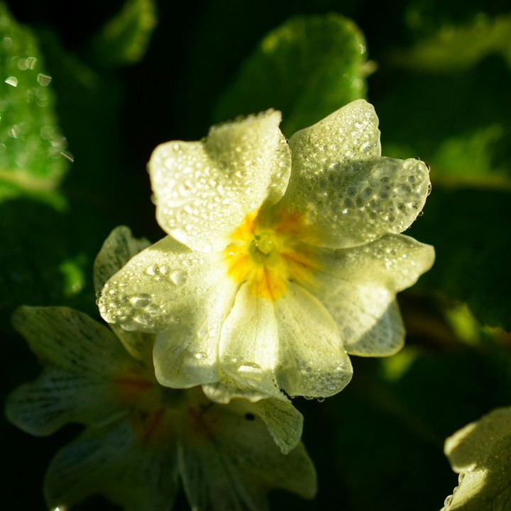 Primrose