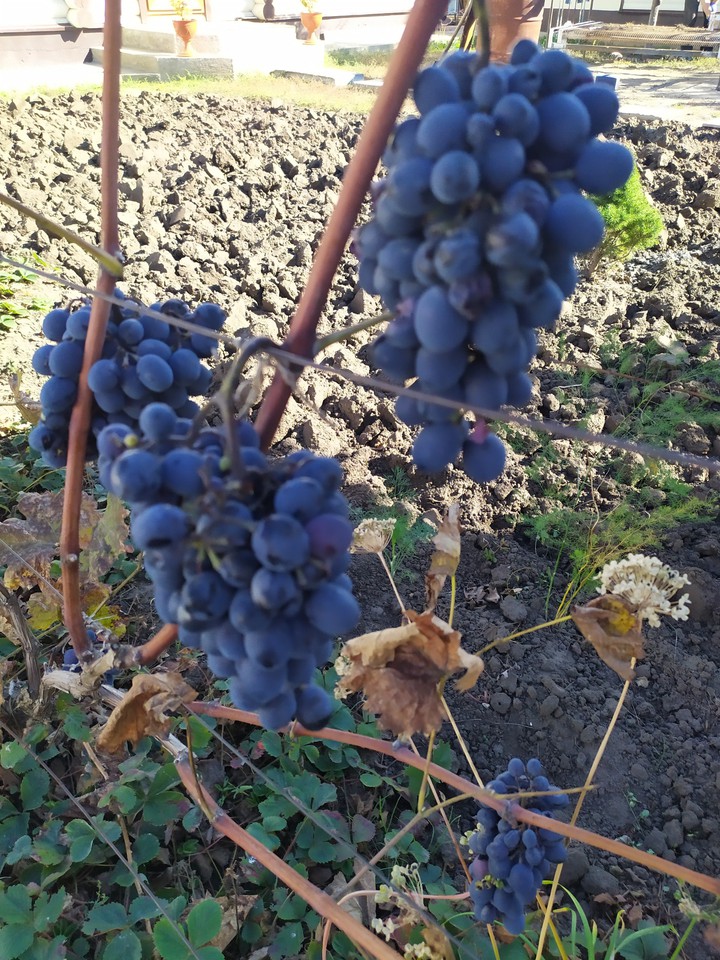 grapes