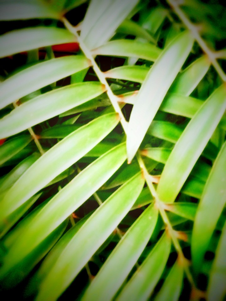 leaf