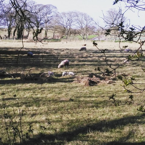 Sheep in a Field