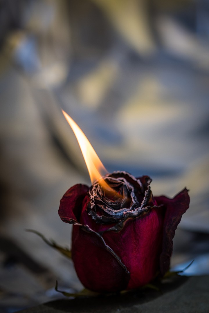 Burning Rose