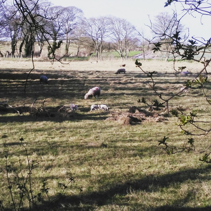 Sheep in a Field