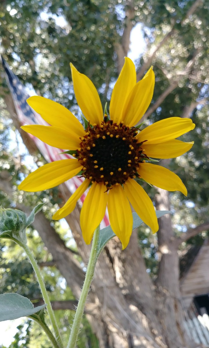 American Wild Sunflower