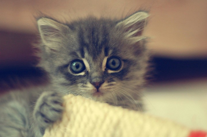 kitten :)