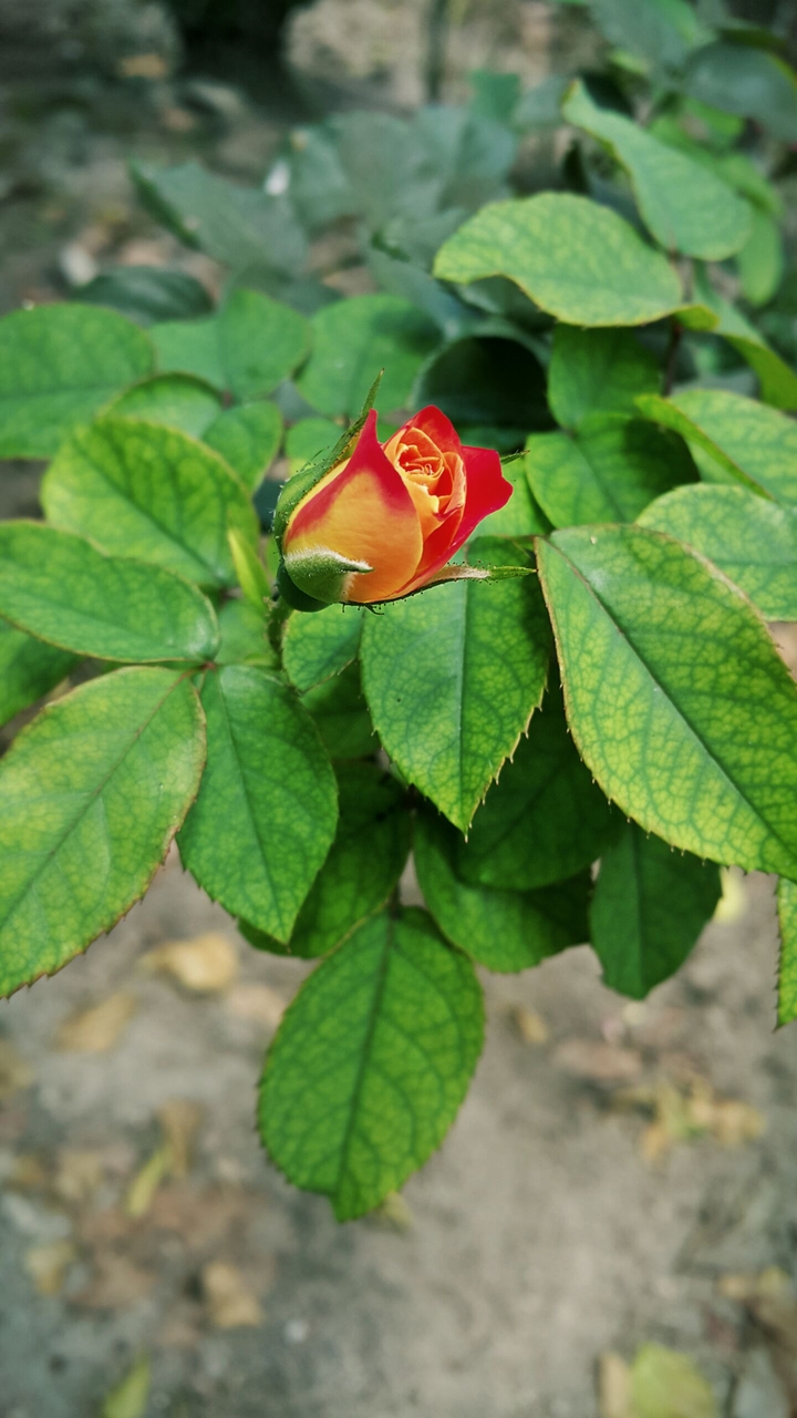 Rose orange and red
