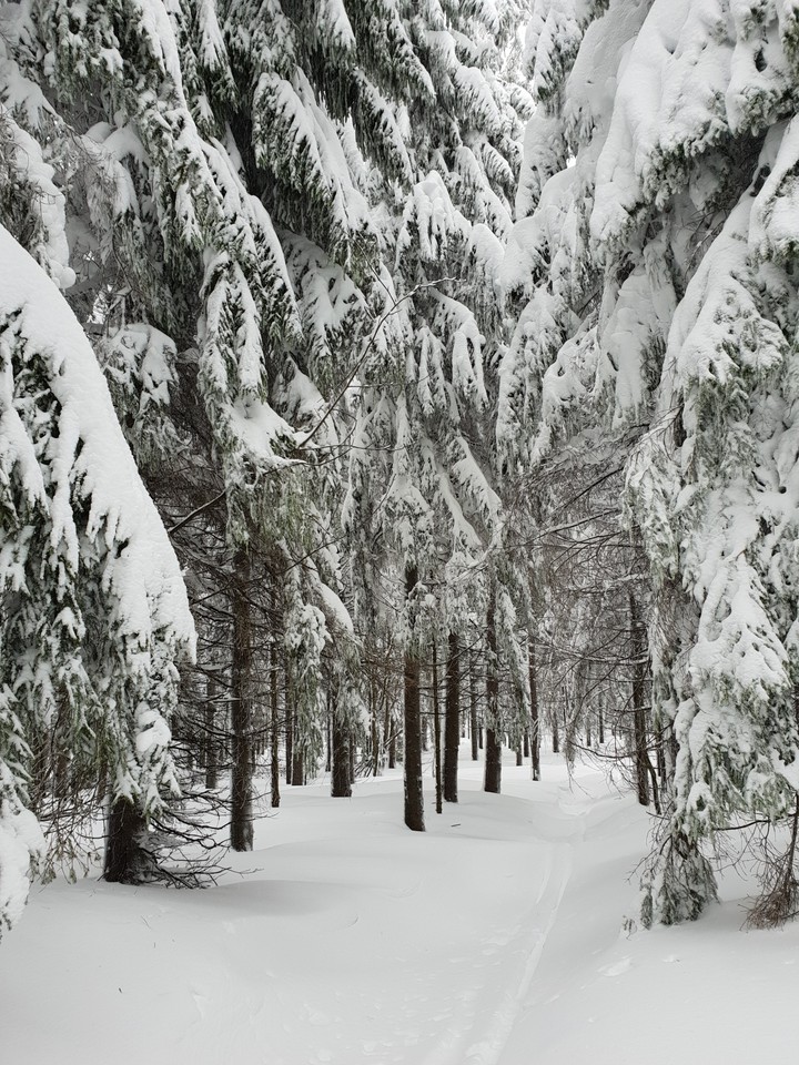 Winter Wonderland