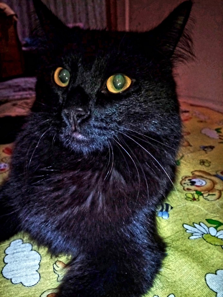 кот