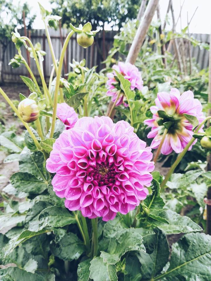 flower
