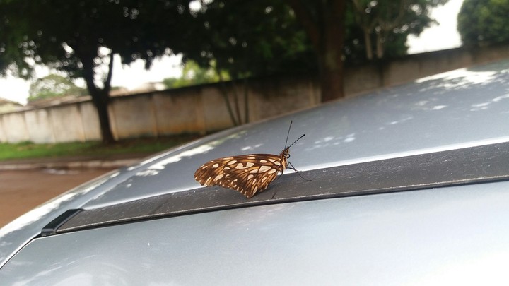borboleta marrom