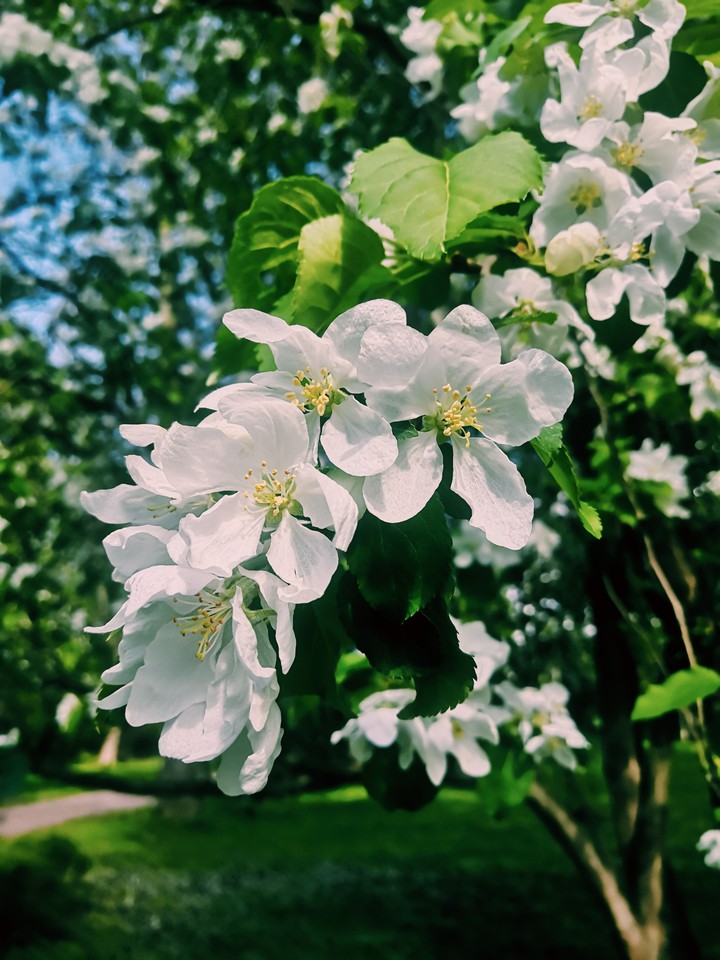 White flowers