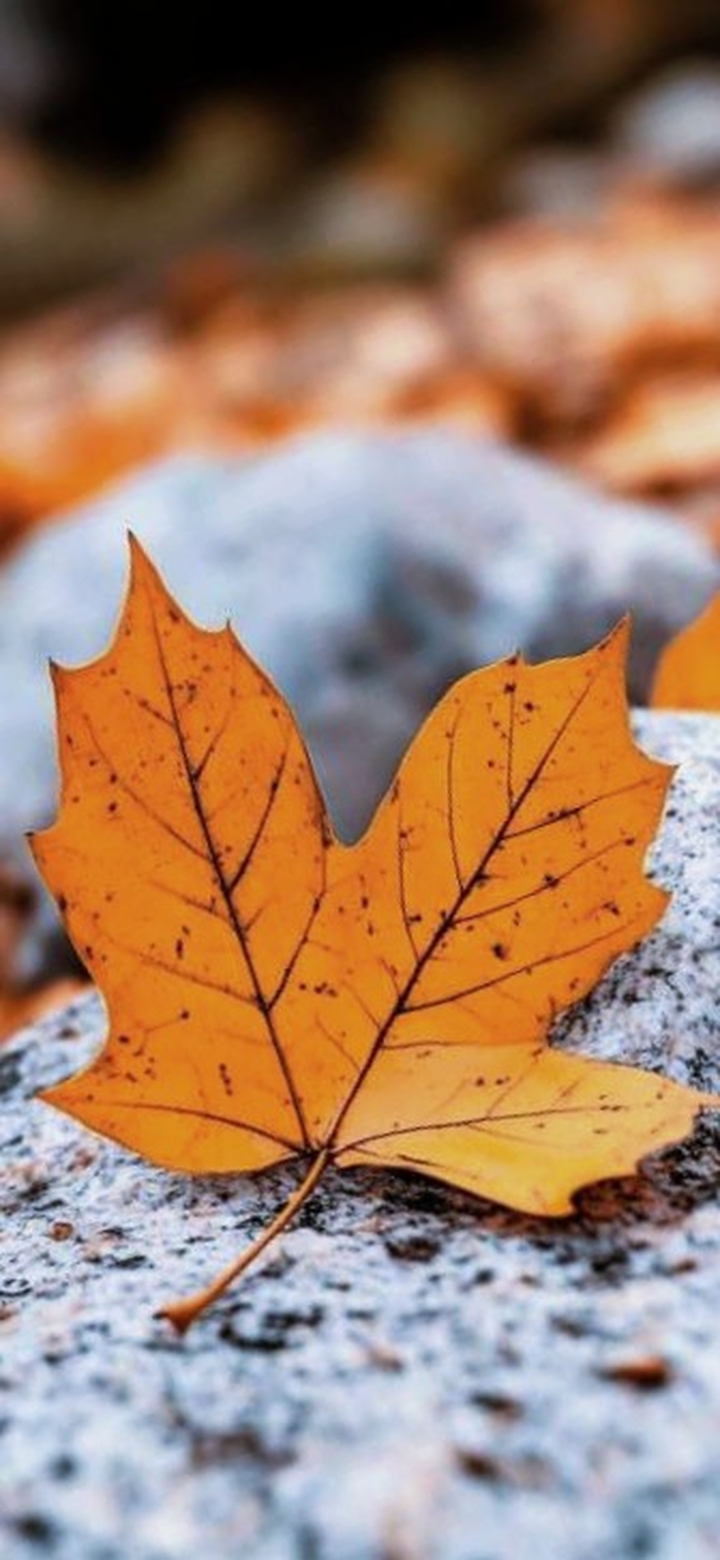 Golden autumn (close-up version)