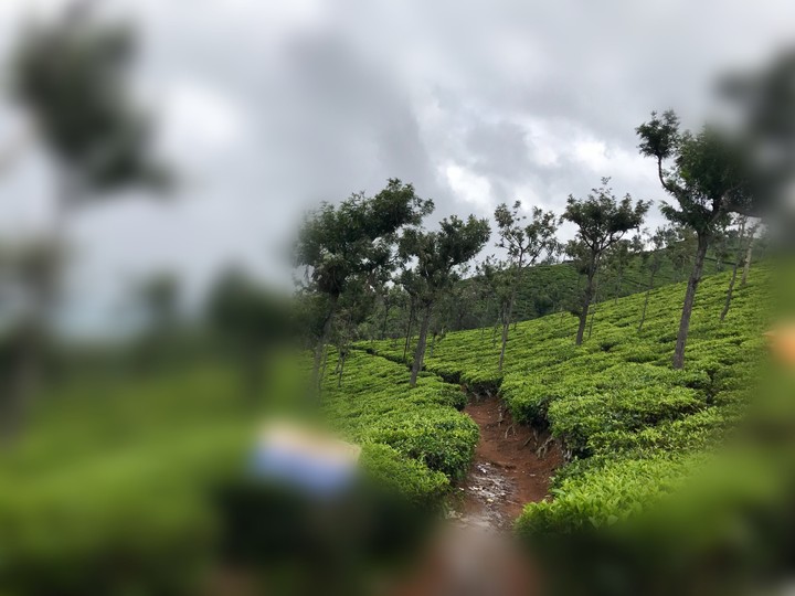 nature