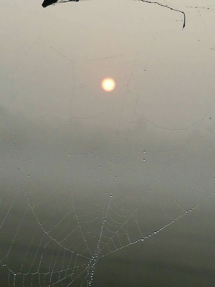 Morning Due