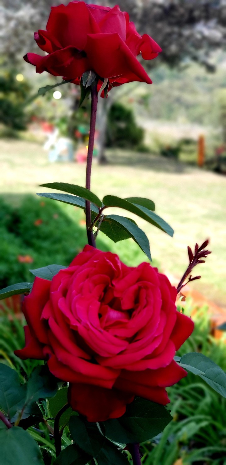 Naturaleza