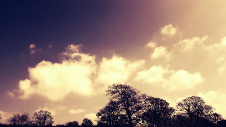 Trees in the sky