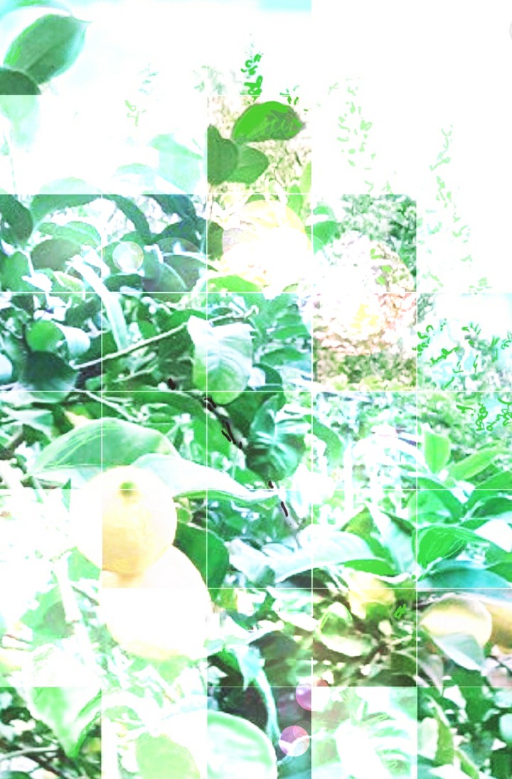 lemon dream