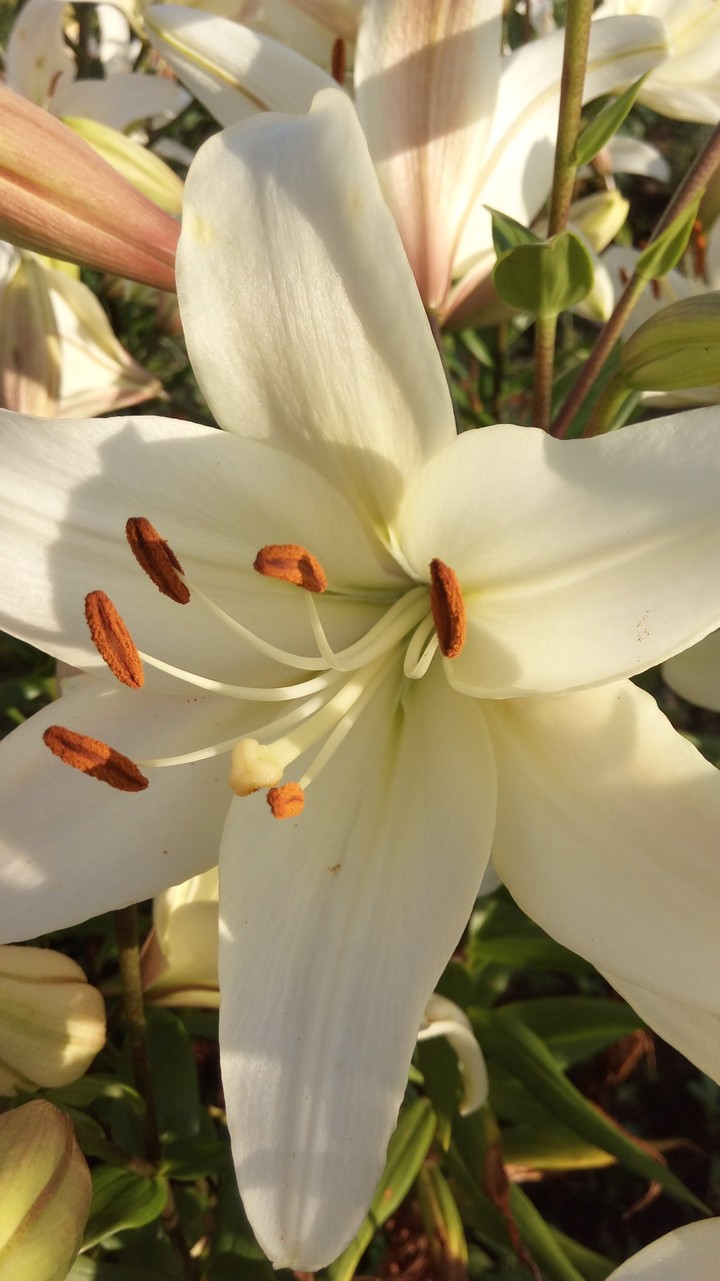 lily
