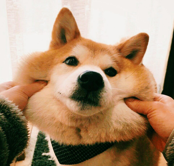 пёсик