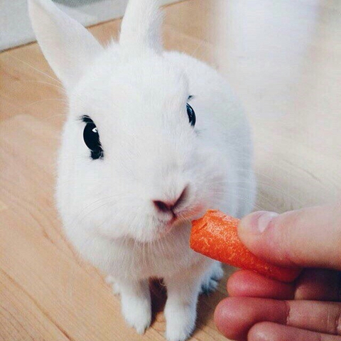 Bunny