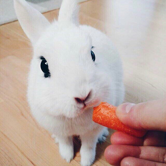Bunny