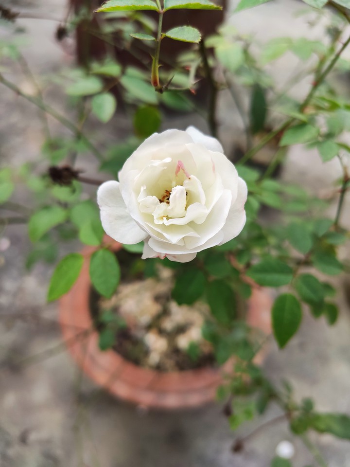 white rose ???