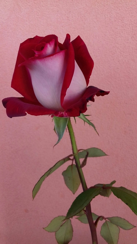 My Rose