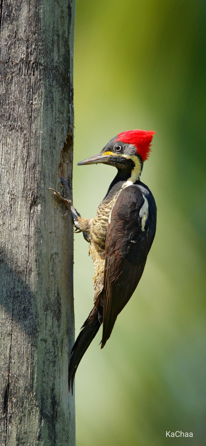 bird