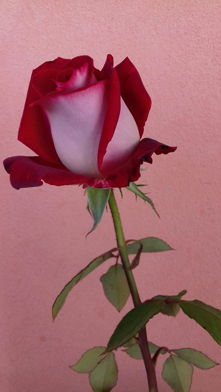 My Rose