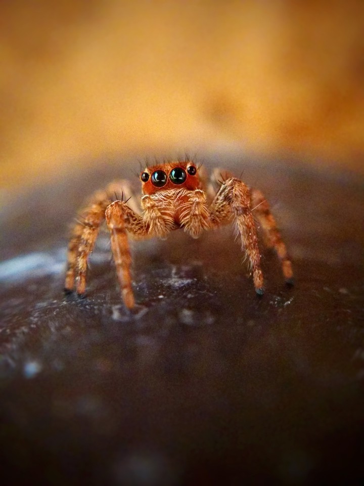 An awesome poser