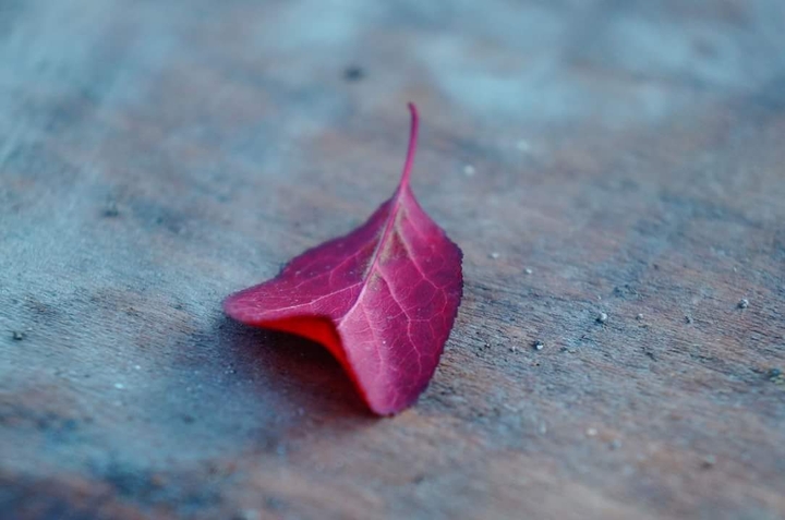 Lonely fallen leaf