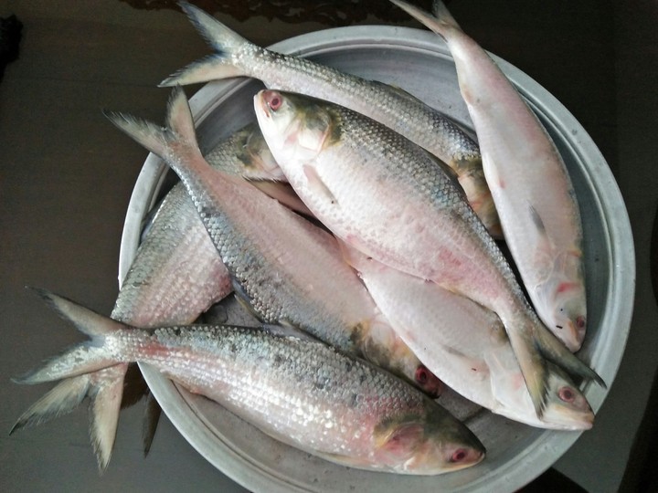 padma river fish.