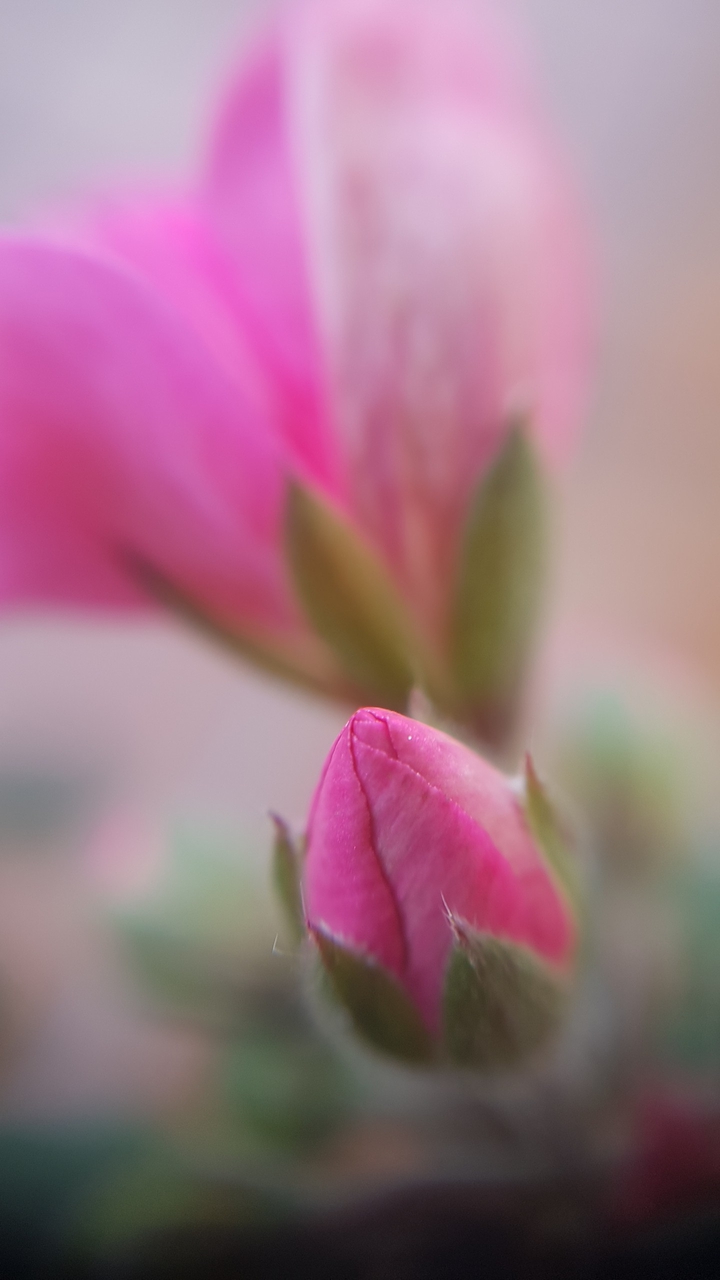 Spring Blooming