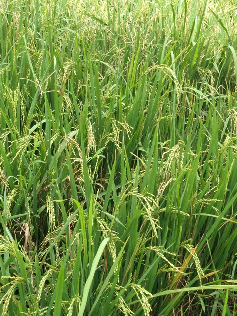 sfondi grassland, plant