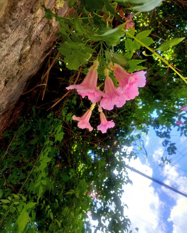 FLORES ROSAS CLARAS