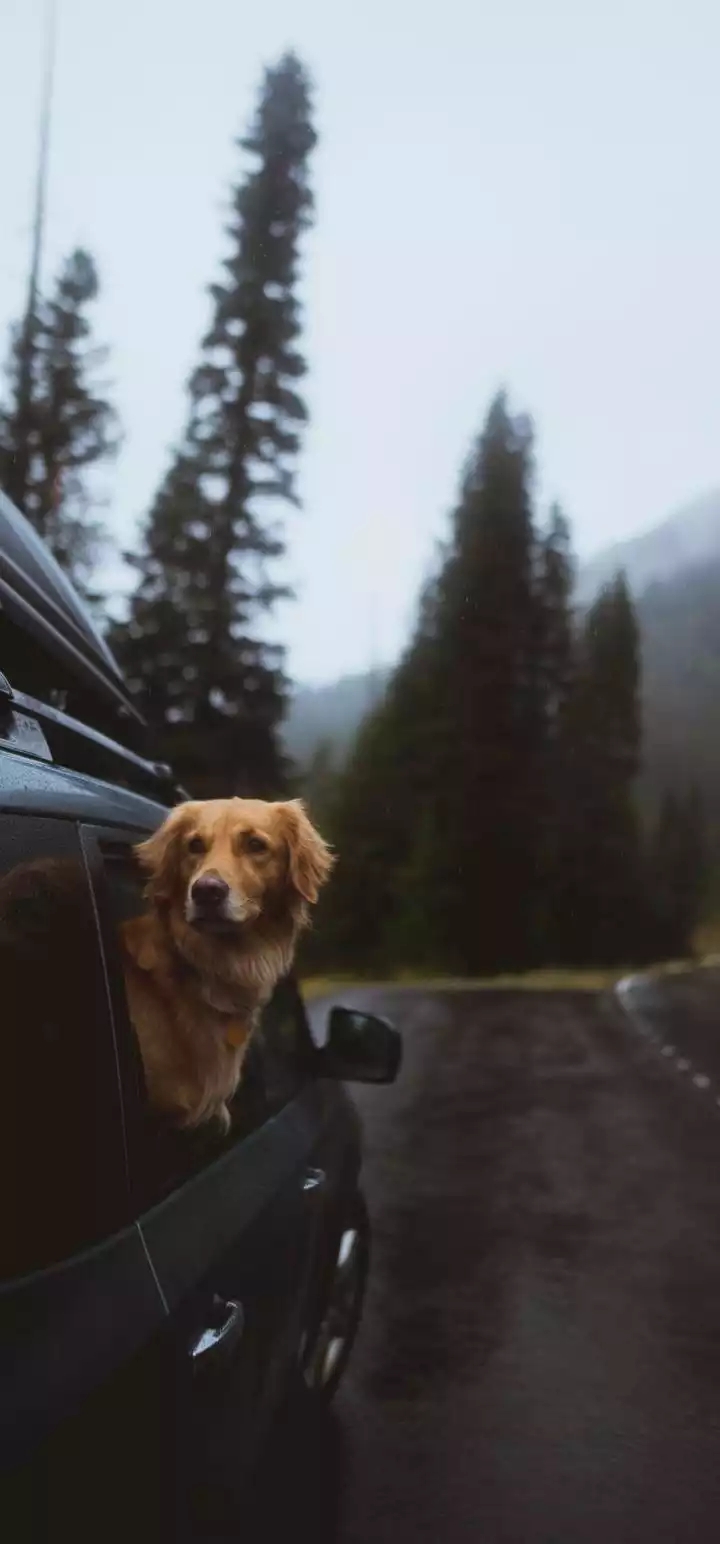 dogs