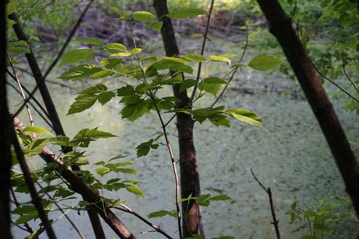 Some trees near the water