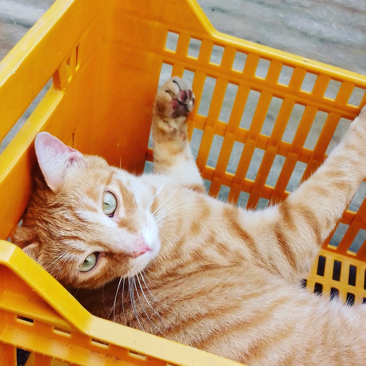 gatto