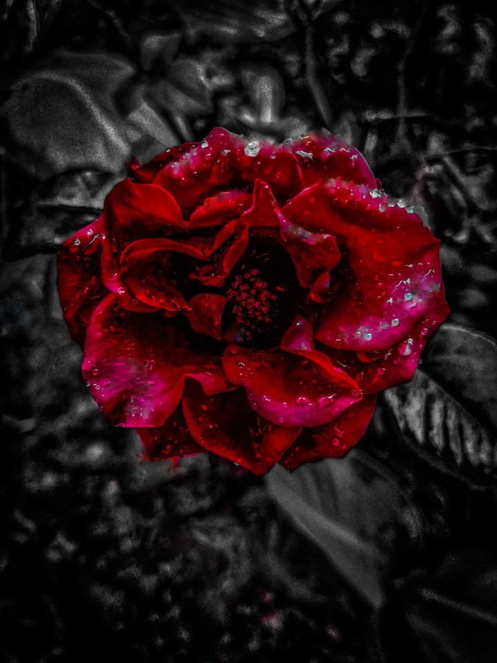 Rose