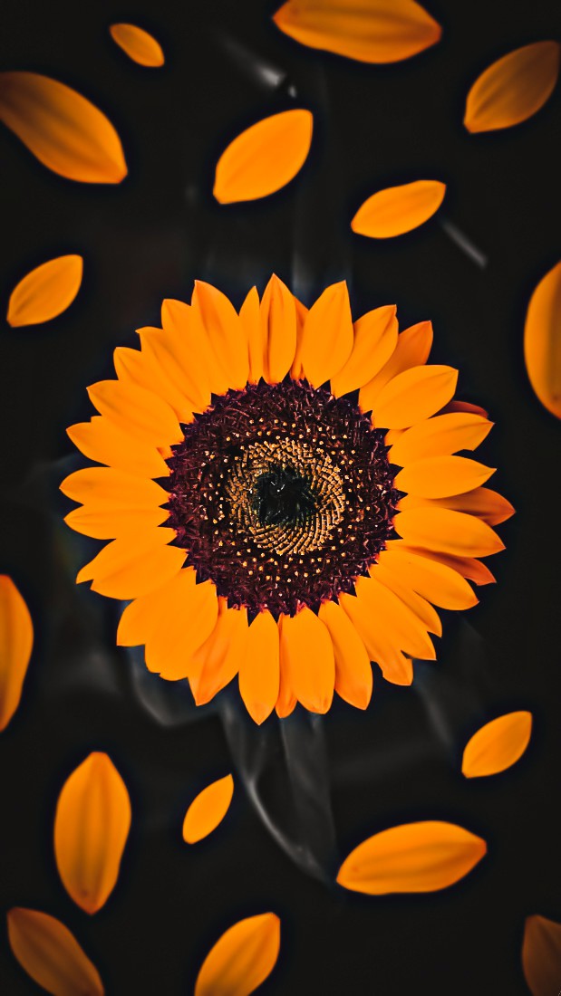Highlighted sunflower