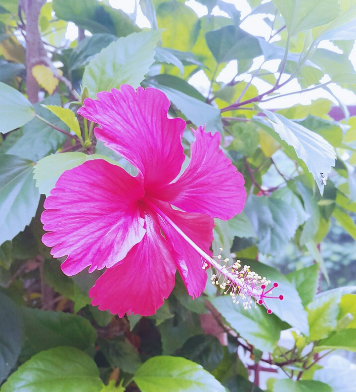 China Rose