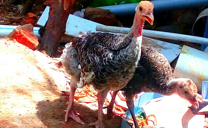 Turkey Birds