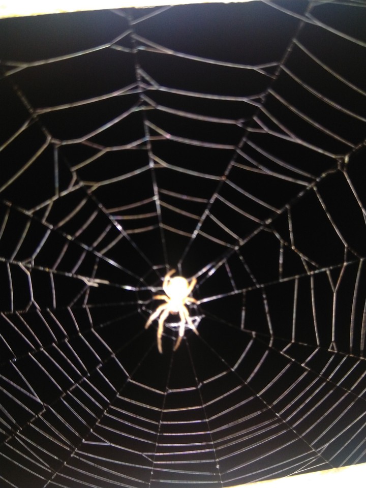 Sleeping  Spider below light