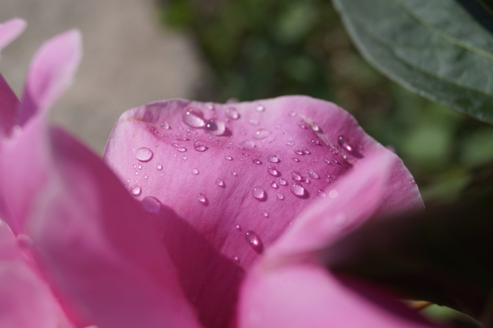 tenderness