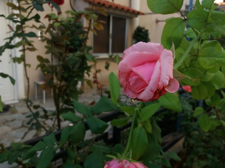 rose