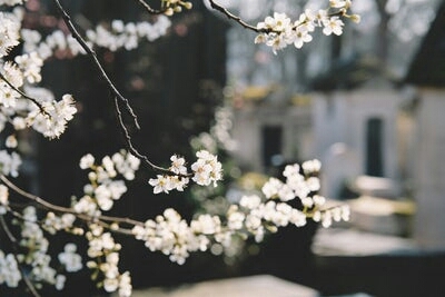 spring