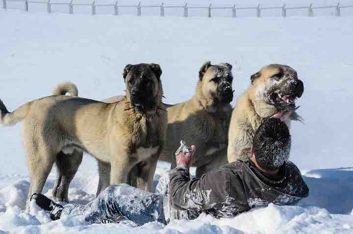 TURKISH KANGAL’s. The strongest dog in the world.