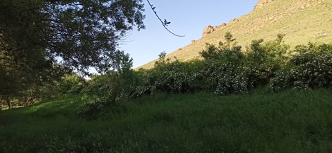 flower mountain