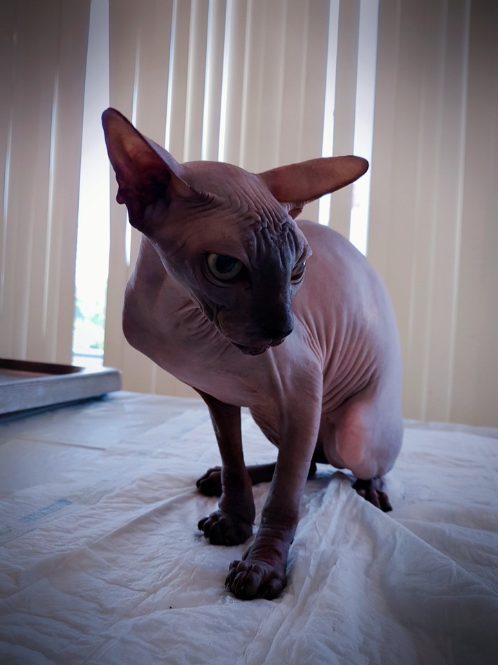 cat