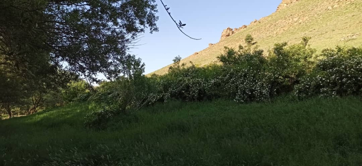 flower mountain