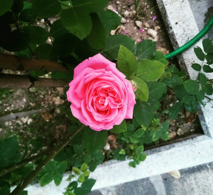 rosa